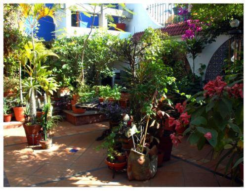 Suitel 522 Eco Hostel Mazatlán Eksteriør billede